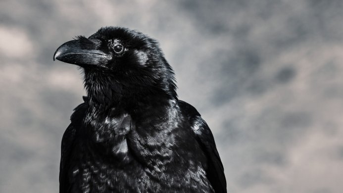 Close-up of a black crow against a cloudy gray sky