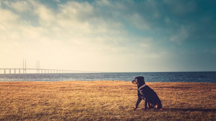 A black dog sitting on a beach with a long bridge over the sea in the background