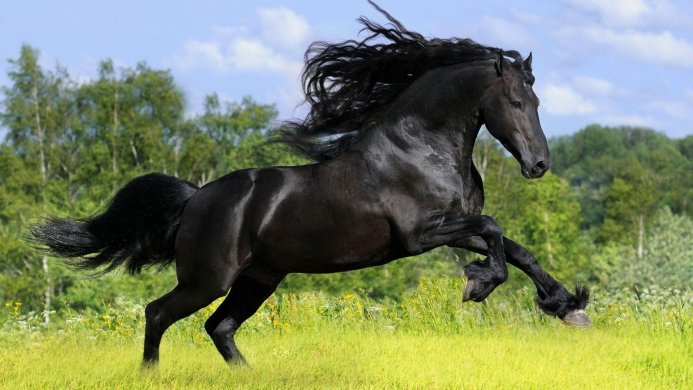 A black Friesian horse gallops across a green field under a blue sky