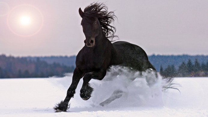 A black horse running through a snowy field with trees in the background