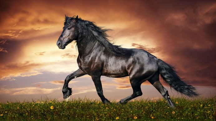 A black horse running through a field with a dramatic sunset sky in the background