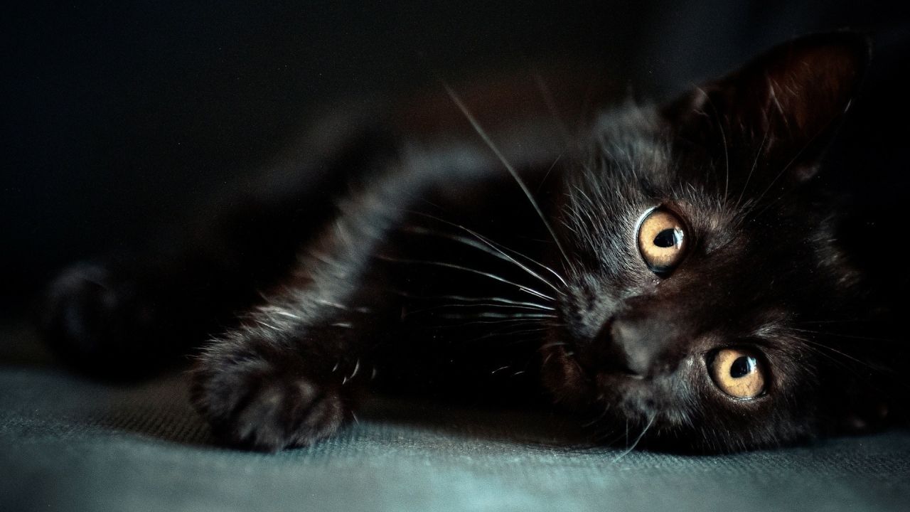 Black kitten with big orange eyes lying down