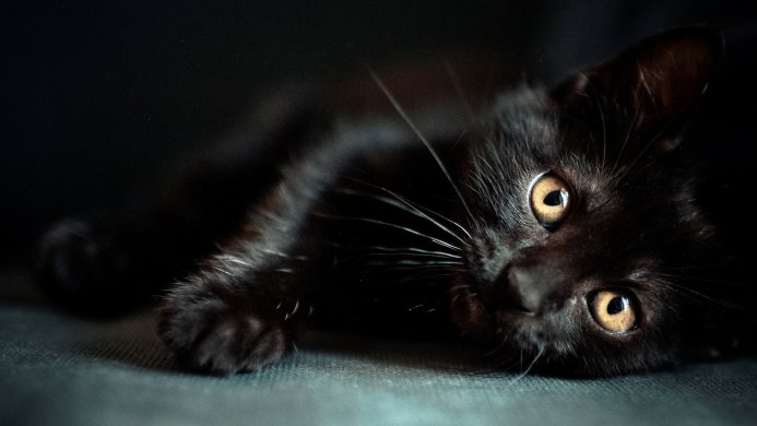 A black kitten lying down looking up