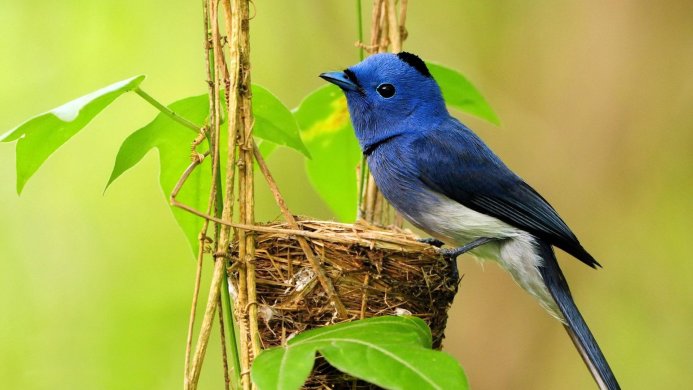 A black-naped monarch bird perched on its nest surrounded by green leaves