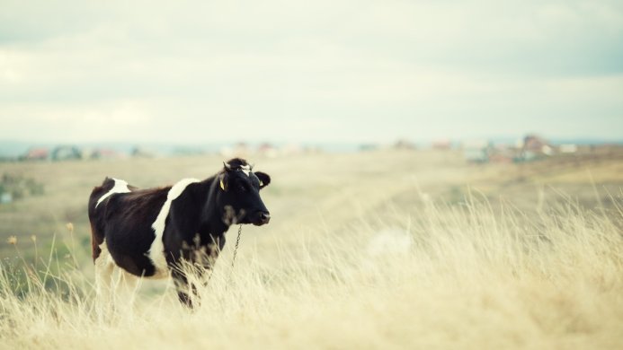 A black and white cow stands in a field of tall grass with a blurred rural background