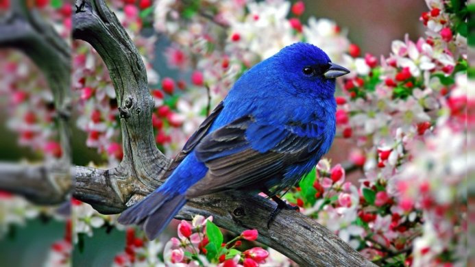 A vibrant blue bird perched on a branch with pink and white blossoms in the background