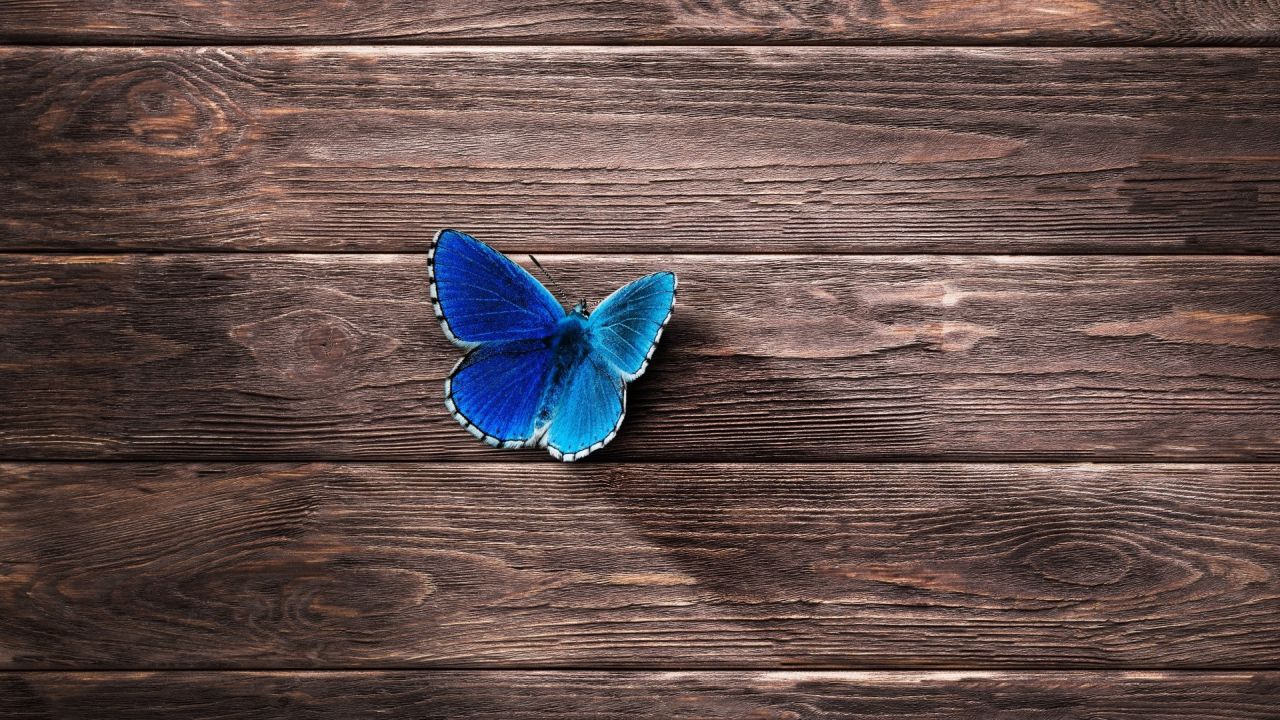 Blue butterfly on dark wood