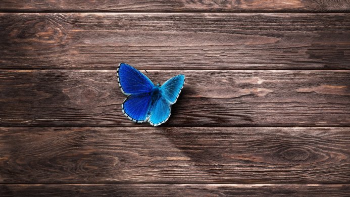 A blue butterfly rests on a wooden surface
