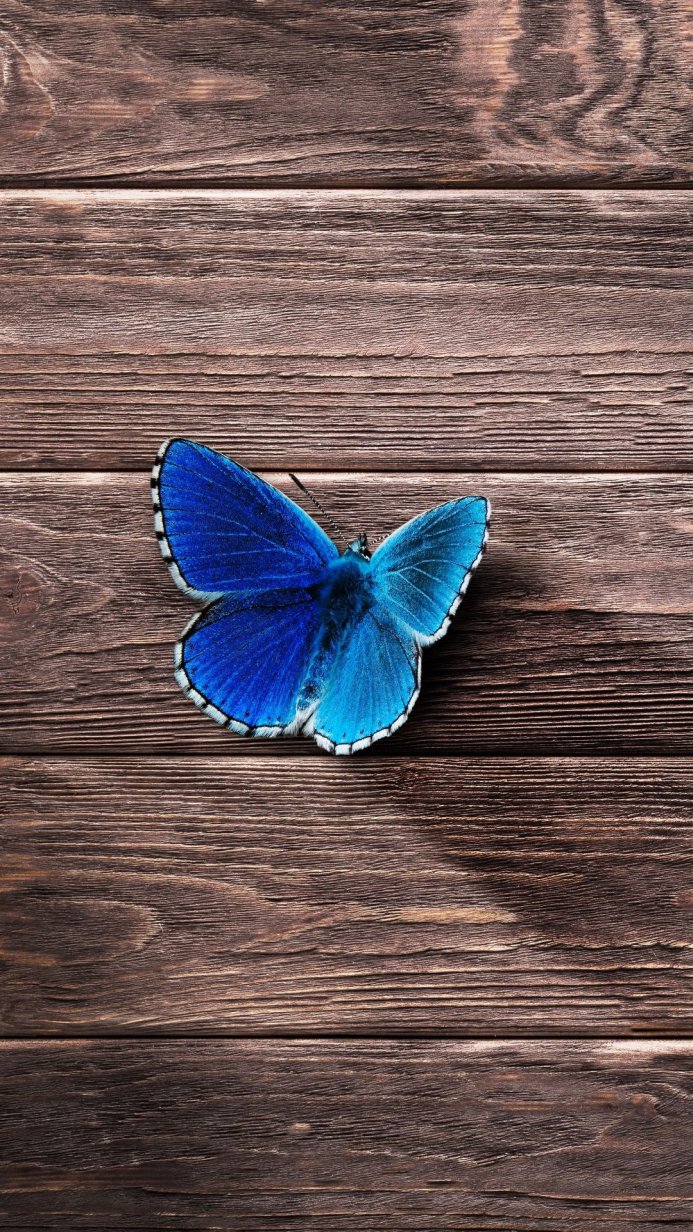A blue butterfly on a dark wooden background
