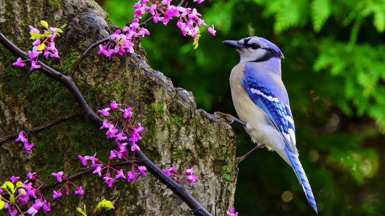 Blue Jay bird on a tree branch with pink flowers