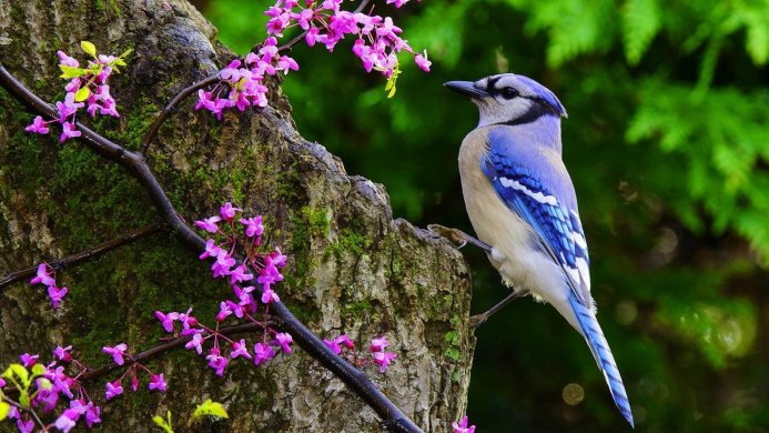 A Blue Jay perched on a tree branch with pink flowers blooming nearby