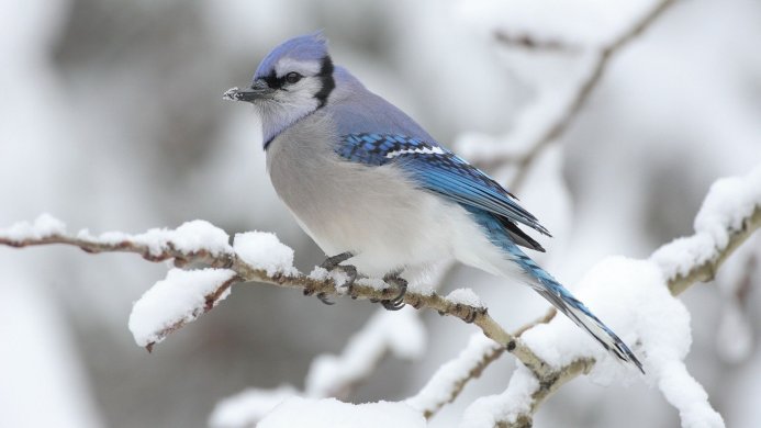 A blue jay perched on a snow-covered branch in winter