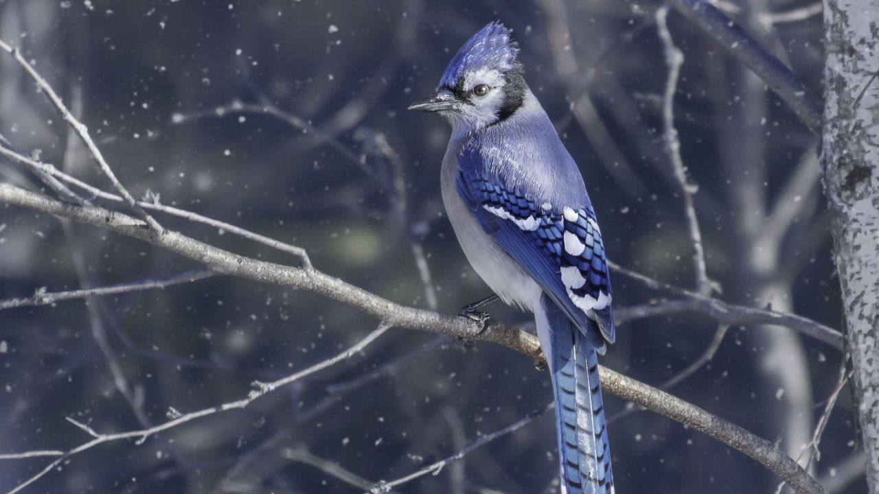 Blue Jay on branch in snow