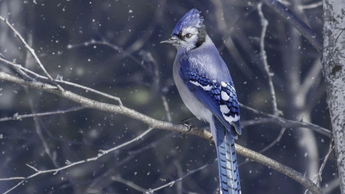A Blue Jay perched on a branch during a snowy winter day