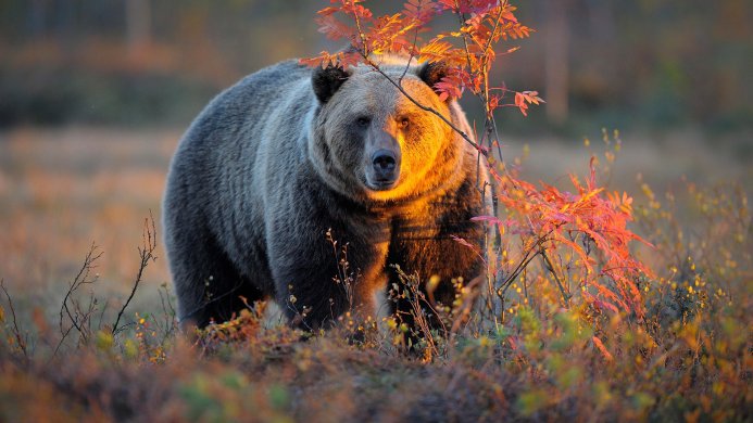 A brown bear in the forest, surrounded by autumn colors