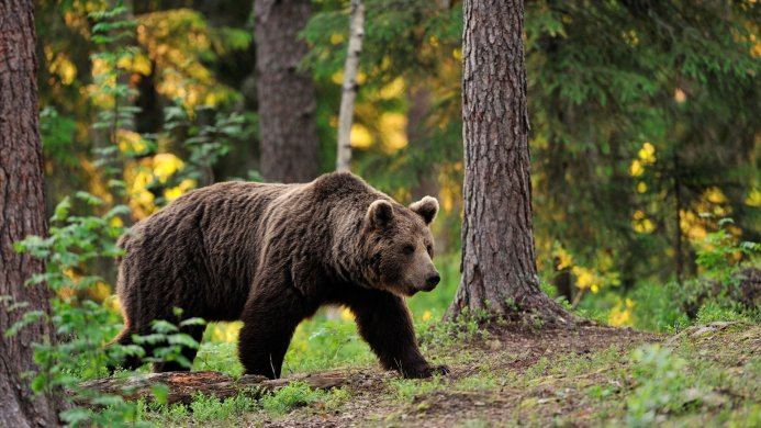 A brown bear walks through a sun-dappled forest