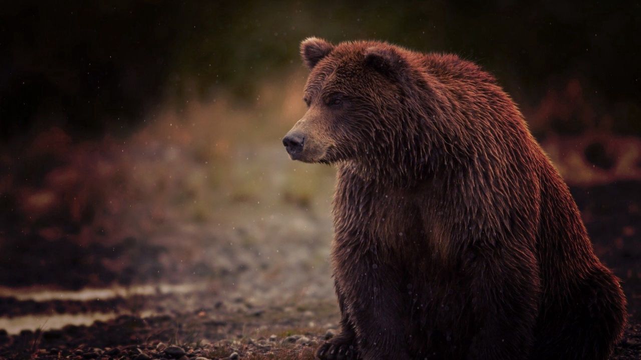 Brown bear side profile with wet fur