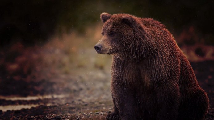 A brown bear sits in a field with a dark background