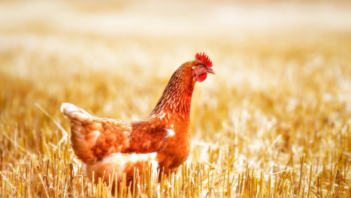 A brown and white chicken standing in a field of golden wheat