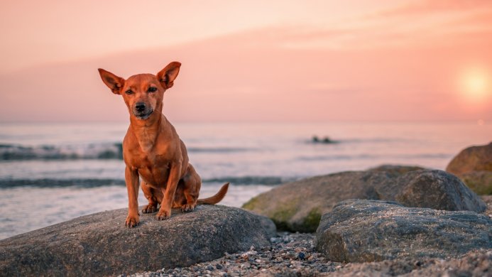A brown dog sitting on a rock at the beach during sunset