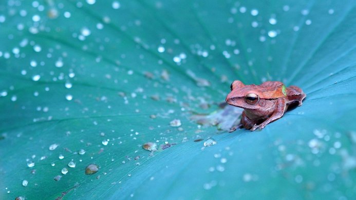 A brown frog sitting on a green leaf with water droplets