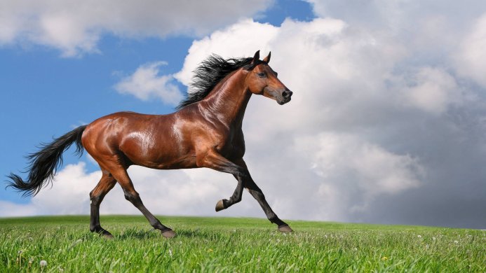 A brown horse running through a green field under a blue and cloudy sky