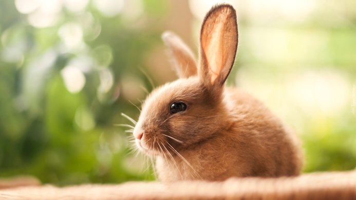 Close-up of a brown rabbit with long ears against a blurred green background