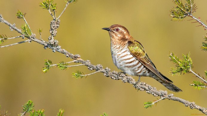A brown and white bird perched on a branch with green needles against a soft yellow background