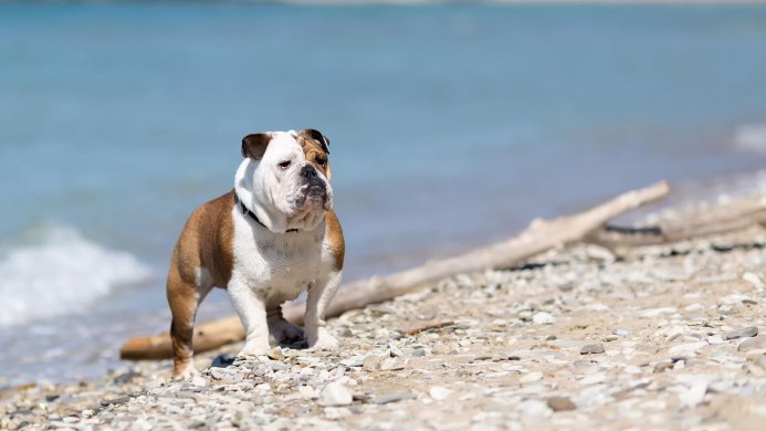 A bulldog standing on a rocky beach with blue water in the background