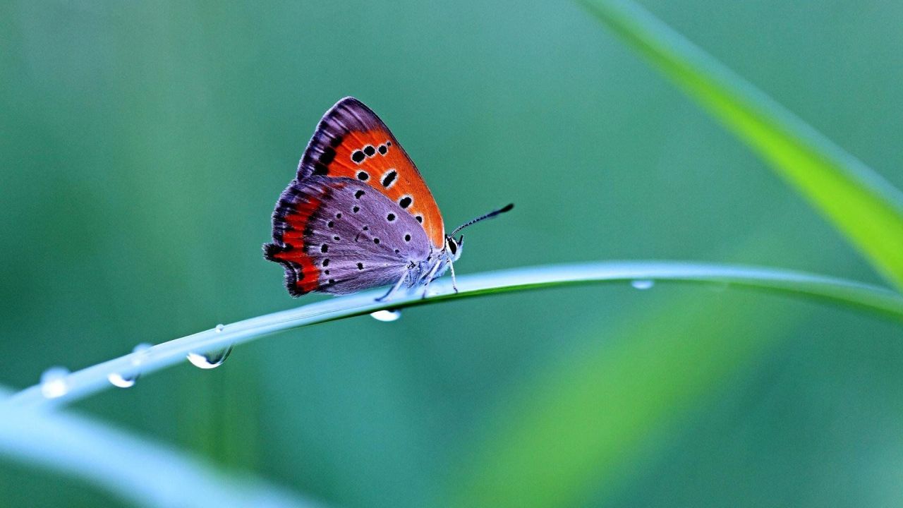Small butterfly on green leaf with water drops