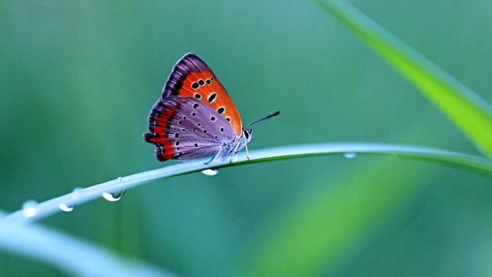 A butterfly on a leaf with water drops in a nature photography