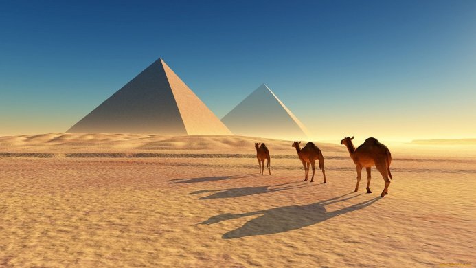 Camels walking across the desert towards the pyramids