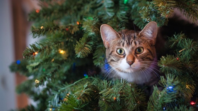 A tabby cat sits amongst the branches of a Christmas tree
