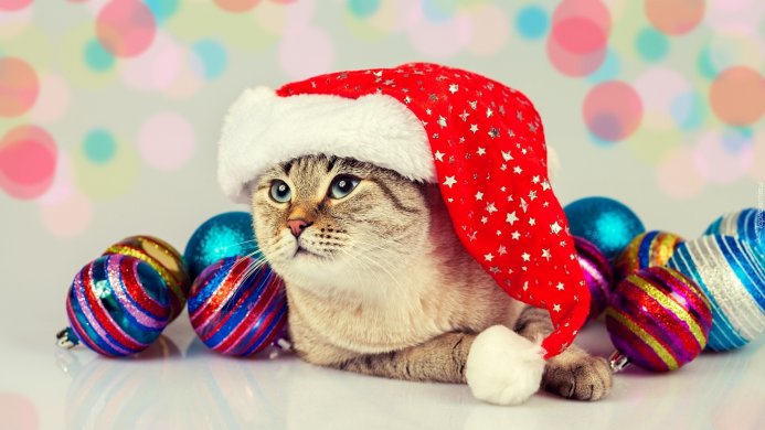 Cat wearing a Santa hat surrounded by colorful Christmas balls