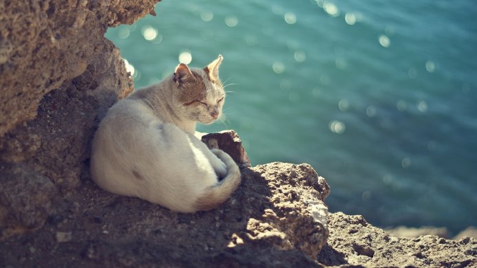 A white and beige cat curled up sleeping on a rock with the ocean in the background