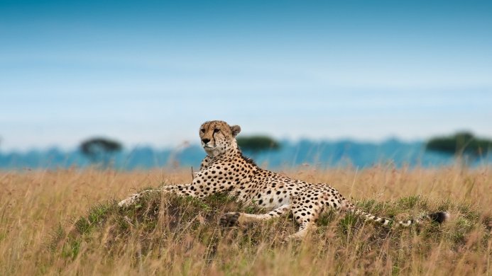 Cheetah lying on a grassy hill in the savannah, looking at the camera