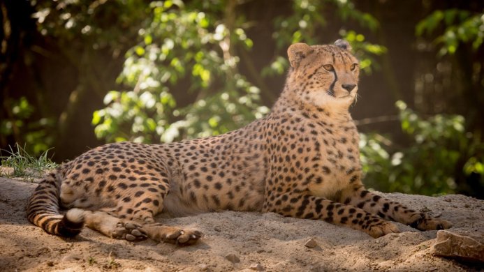 A cheetah lying on sand, looking alert with green foliage in the background