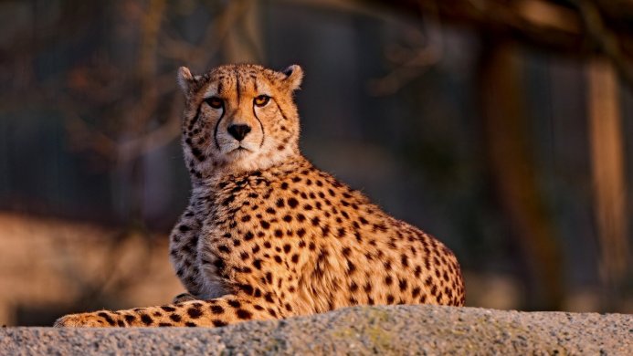A cheetah resting on a rock with a blurred background