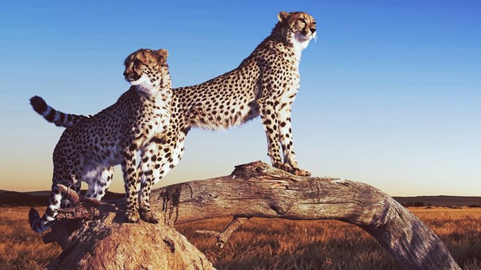Two cheetahs standing on a log in the African savanna against a blue sky