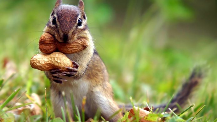 Chipmunk holding two peanuts in its mouth and paws, sitting in green grass
