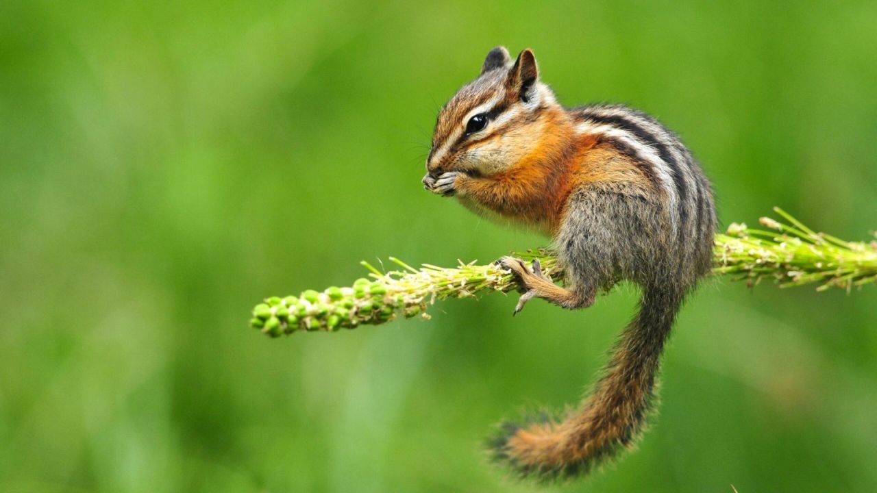 chipmunk sitting on branch eating wildlife animal