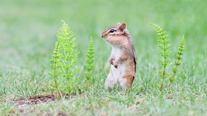 A chipmunk standing on its hind legs in green grass