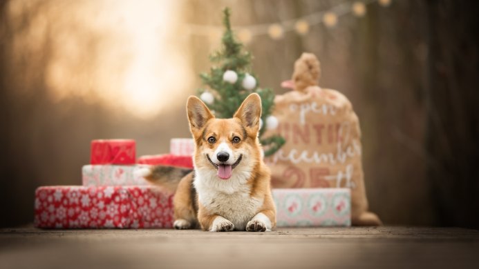 A corgi dog sits in front of Christmas presents and a small Christmas tree