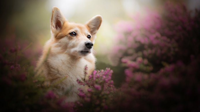 A corgi dog surrounded by pink heather flowers in a natural setting
