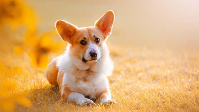 A pembroke welsh corgi dog lying in the grass in warm sunlight