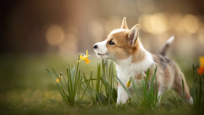 Corgi puppy sniffing a daffodil in a grassy field