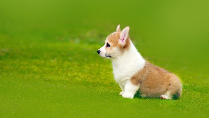 Corgi puppy sitting on green grass