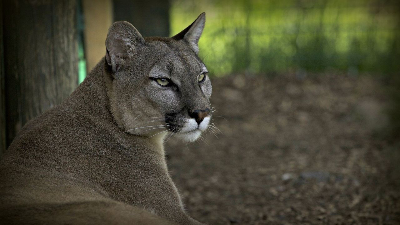 Puma close up portrait with intense green eyes