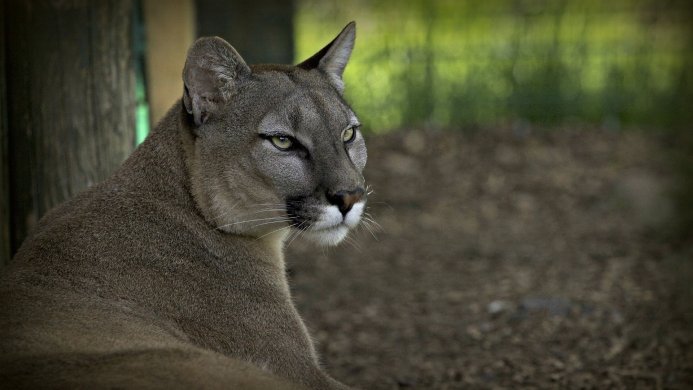 Close-up of a cougar looking to the side in a natural environment