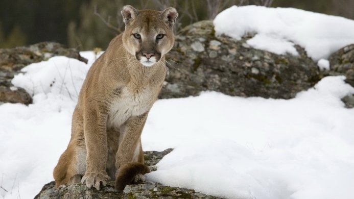 A cougar sitting on a rocky surface with snow in the background